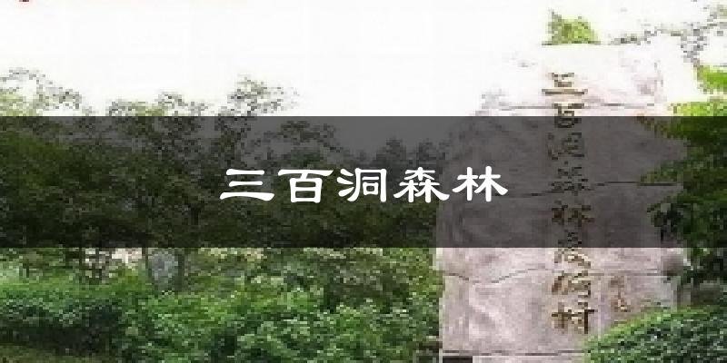 三百洞森林今日天氣