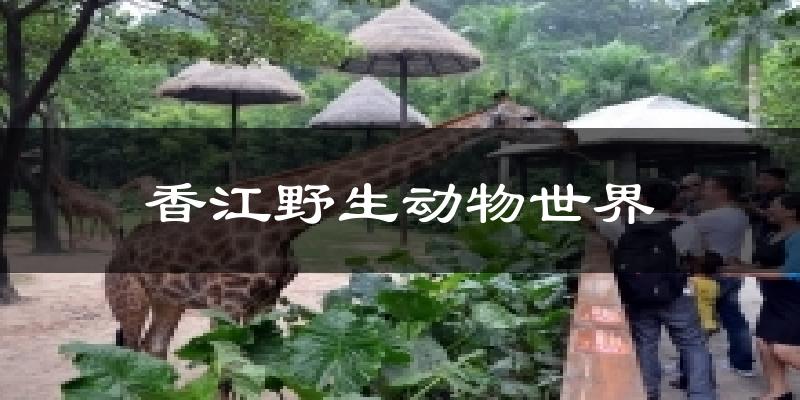 香江野生動物世界氣溫