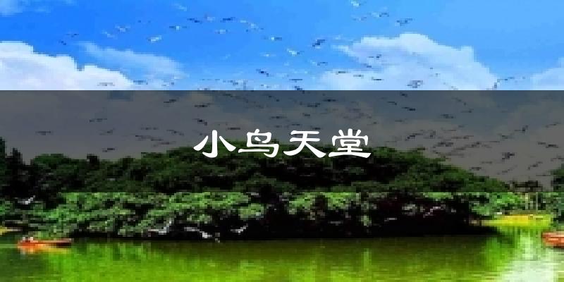 小鳥天堂今日天氣