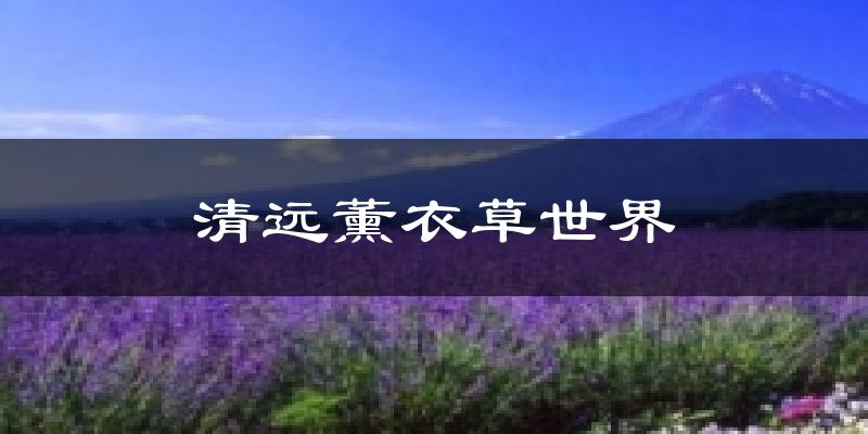 清遠薰衣草世界氣溫