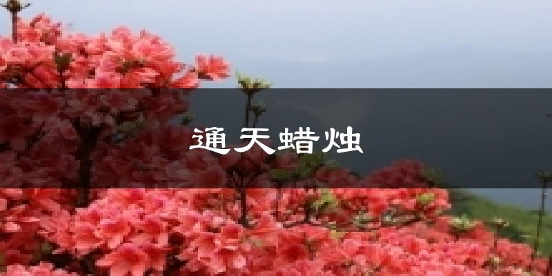 通天蠟燭今日天氣